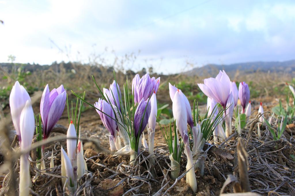 Agriturismo Feudo Muxarello Aragona ภายนอก รูปภาพ